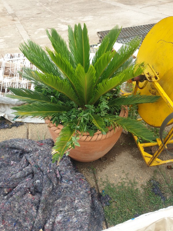 Cycas