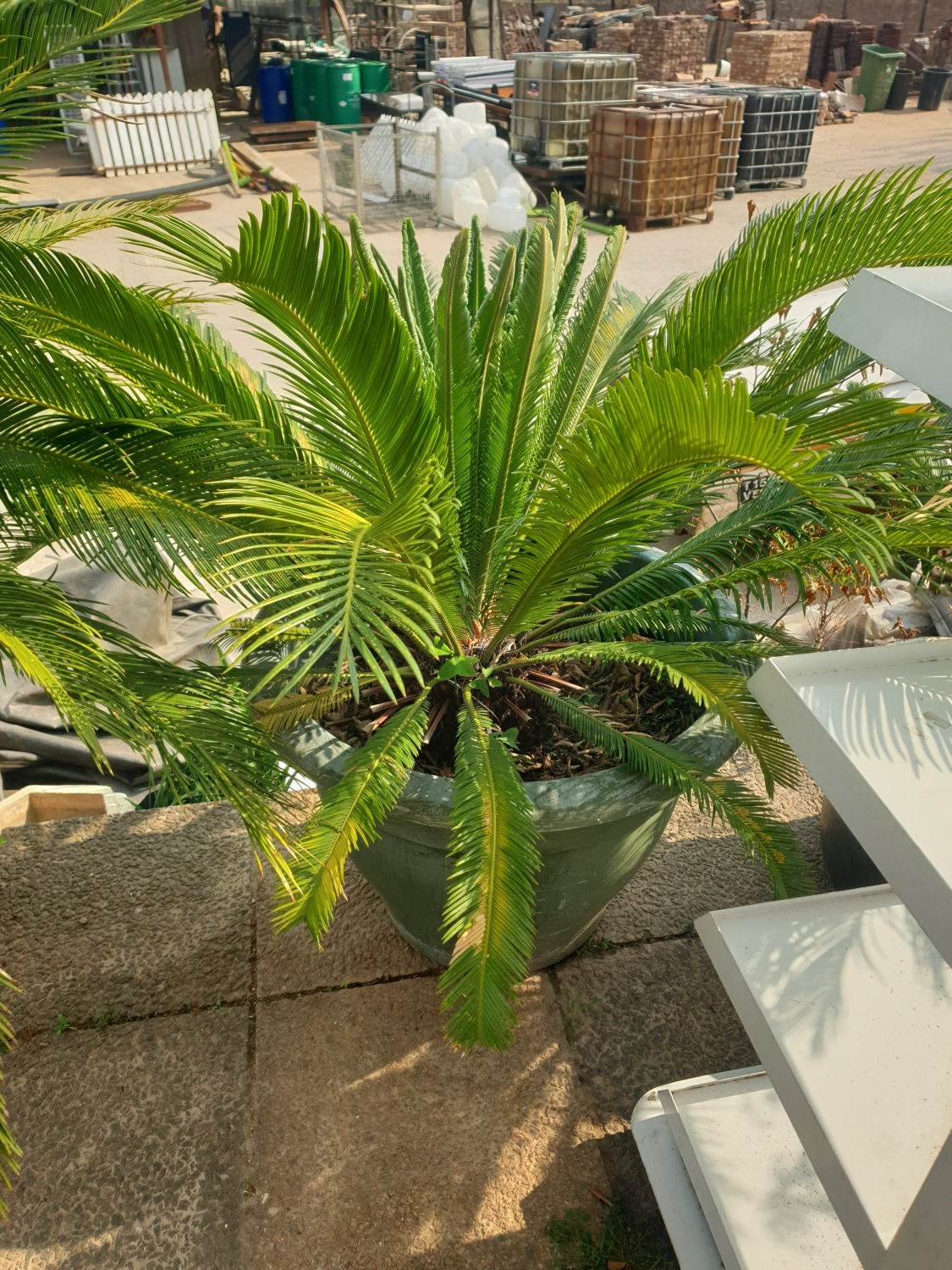 Cycas